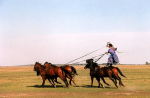 Puszta – Horse Show